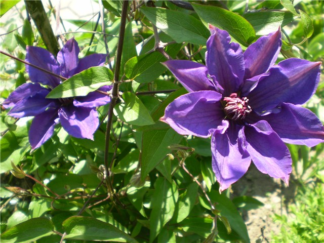 clematis